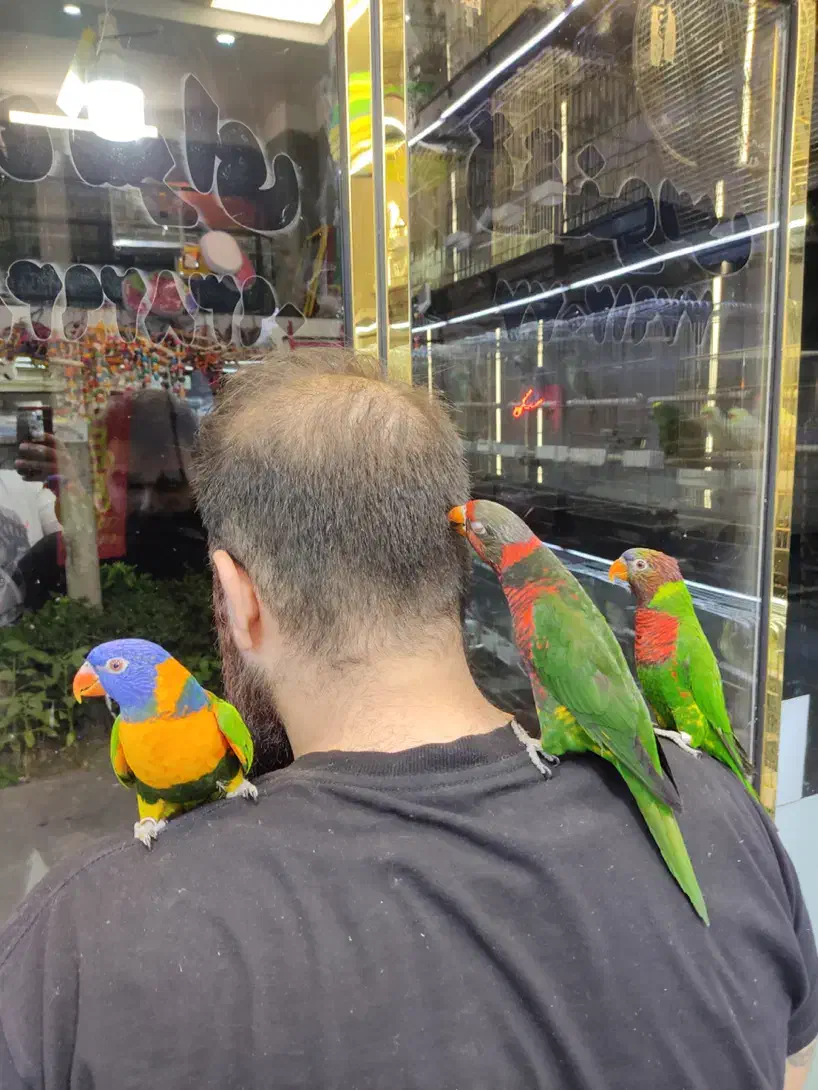 انواع طوطی لوری مولد و سخنگو|پرنده|تهران, دردشت|دیوار