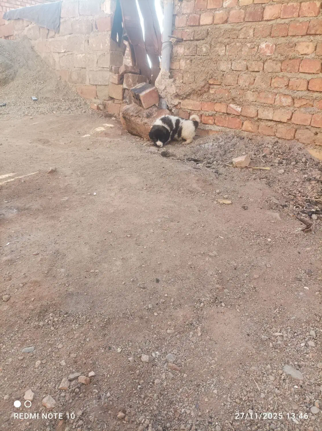 واگذاری توله سرابی|سگ|سلماس, |دیوار