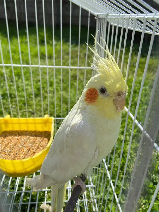 عروس هلندی لوتینو|پرنده|کرج, شهرک بنفشه|دیوار