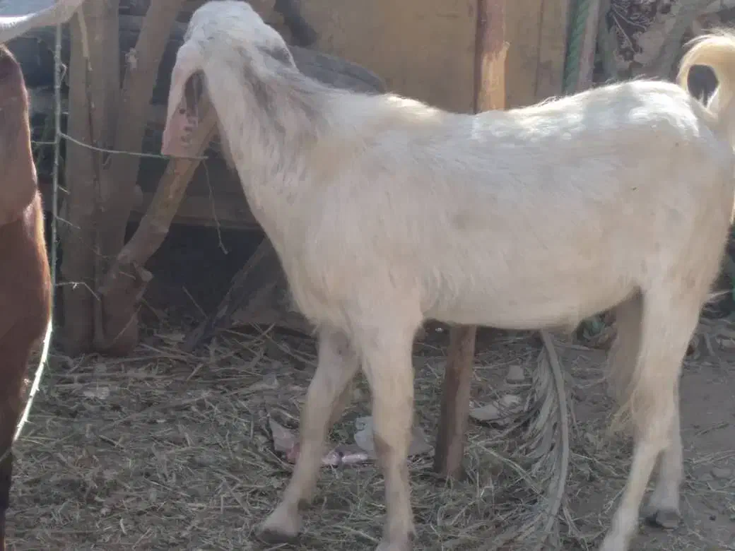 ندارد|حیوانات مزرعه|گنبکی, |دیوار