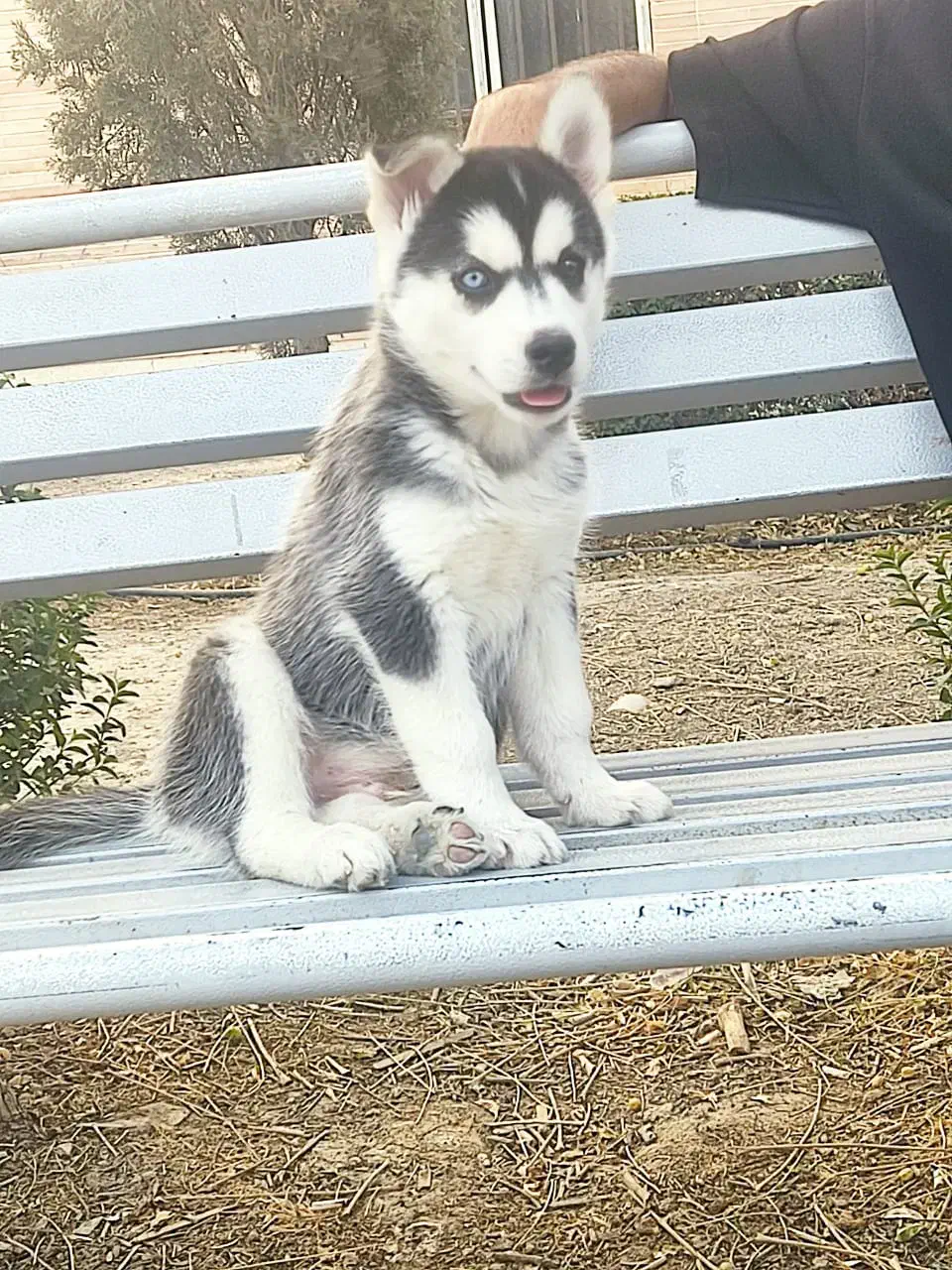 سگ هاسکی|سگ|فولادشهر, فولادشهر|دیوار