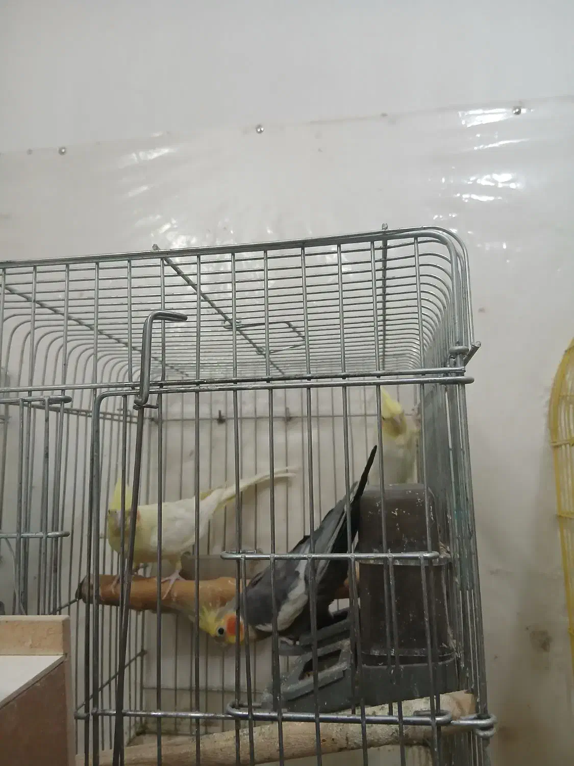 عروس هلندی|پرنده|بهبهان, |دیوار