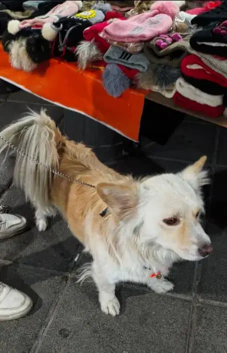 سگ اشپیتز (آلمانی ) مدل روباحی|سگ|کرج, ساسانی (قلمستان)|دیوار