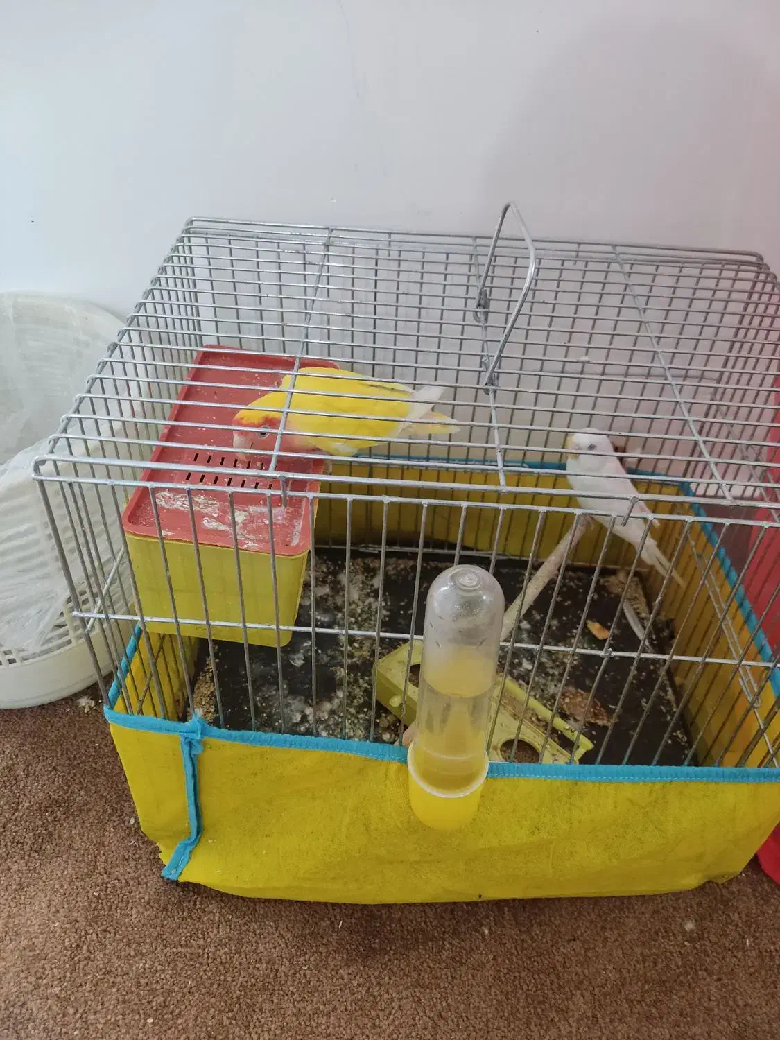 دوعدد پرنده|پرنده|سوسنگرد, |دیوار