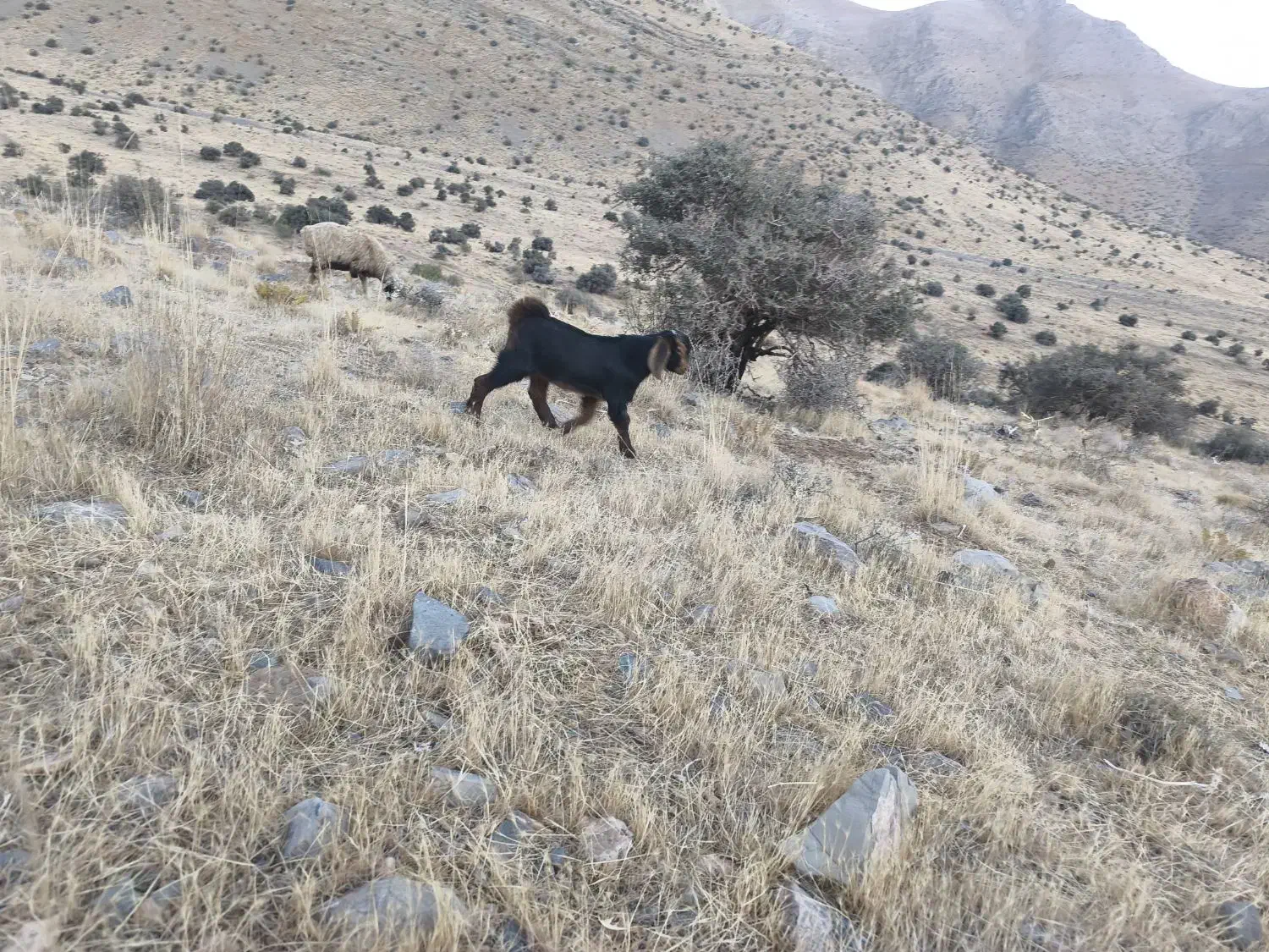 بره وکهره ماده|حیوانات مزرعه|حسن آباد, |دیوار