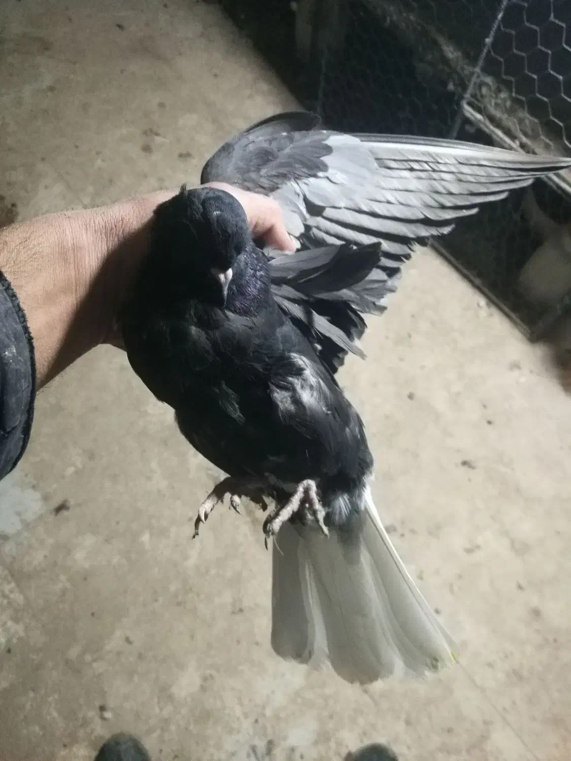 مسافتی و پرشی|پرنده|میانه, |دیوار