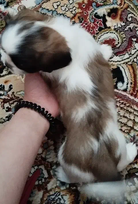 سگ شیتزو عروسکی|سگ|سیرجان, |دیوار