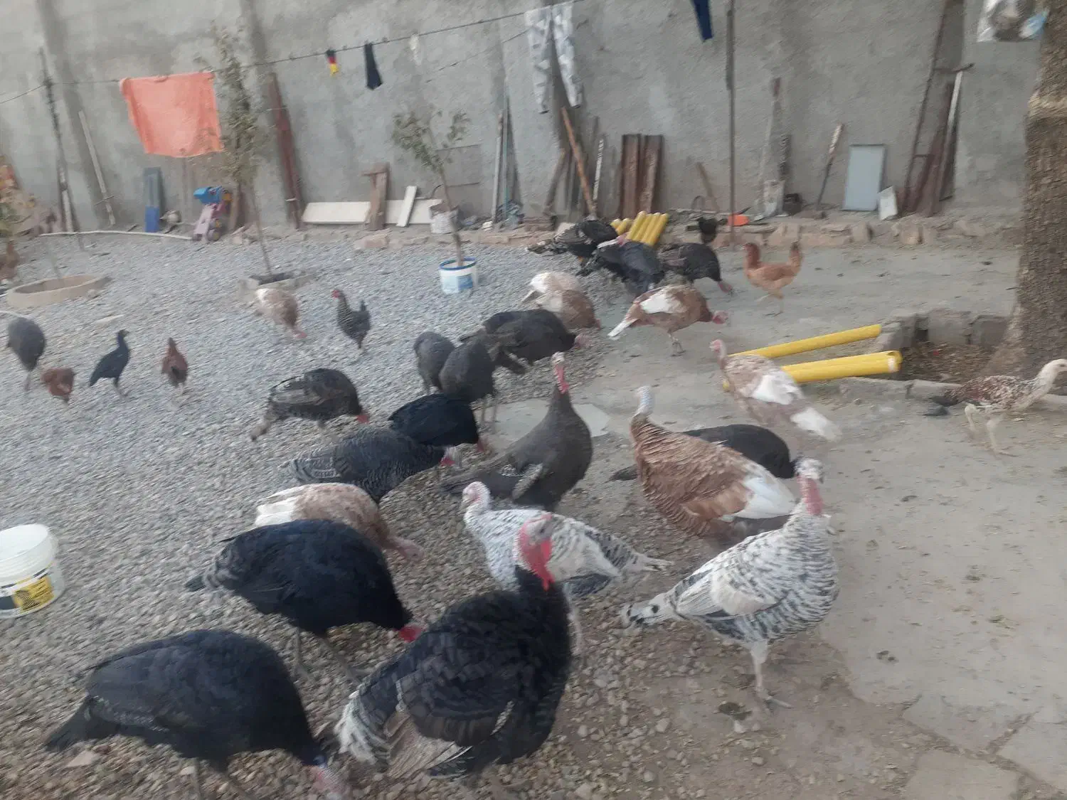 ۲۵ عددبوقلمون نروماده|حیوانات مزرعه|ماهیدشت, |دیوار