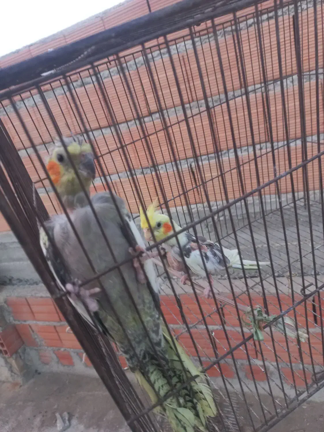 عروس هلندی|پرنده|گنبد کاووس, |دیوار