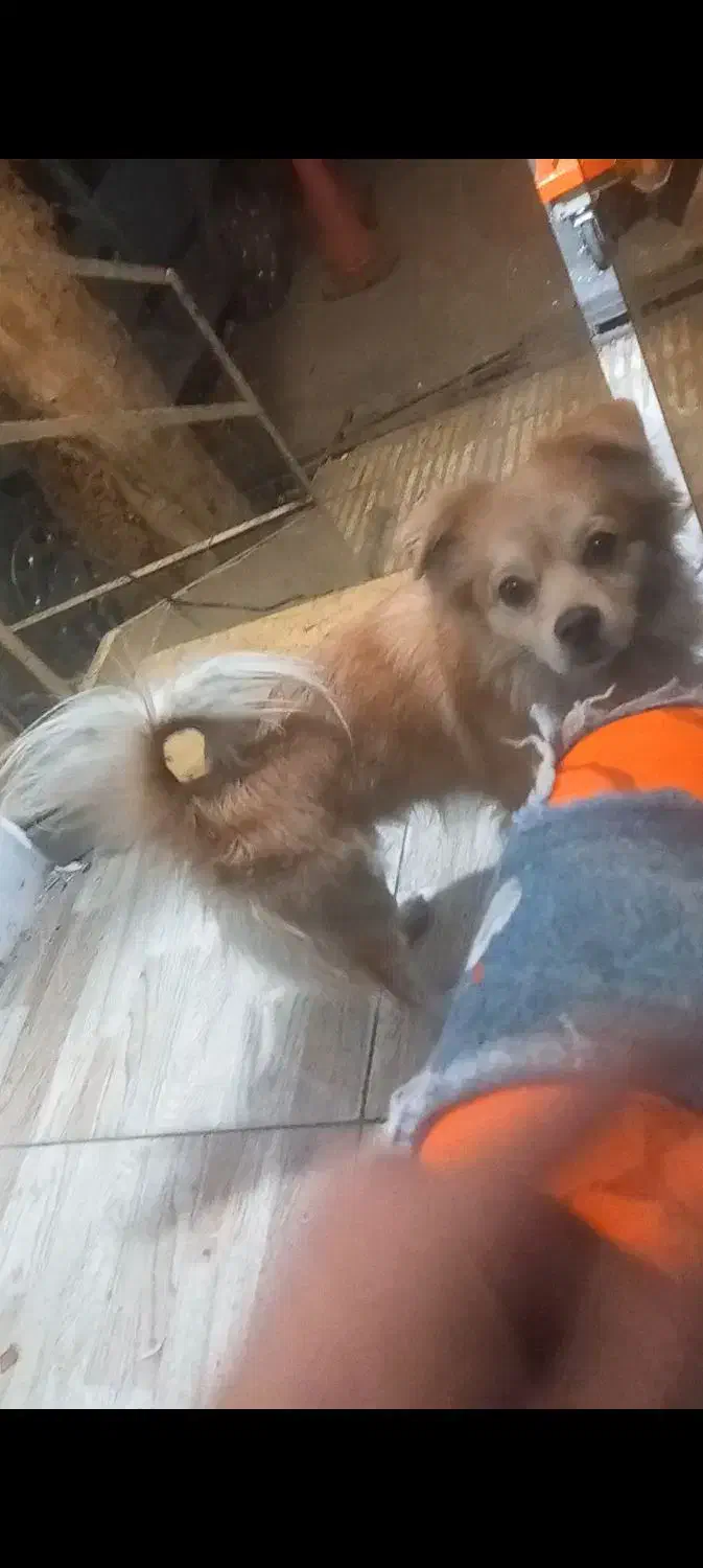 یک قلاده سگ پامر اشپیدز|سگ|تهران, جوادیه تهرانپارس|دیوار