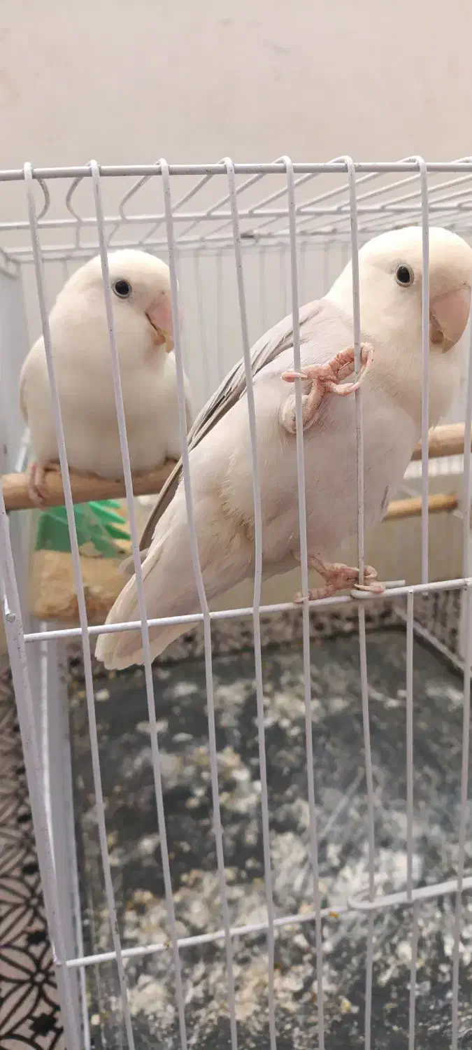 کوتوله برزیلی یاسی|پرنده|تربت‌حیدریه, شهرک ولیعصر|دیوار