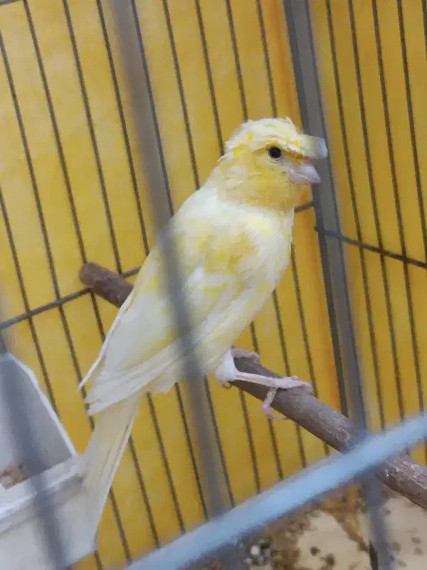 قناری ماده|پرنده|مشکین‌دشت, |دیوار