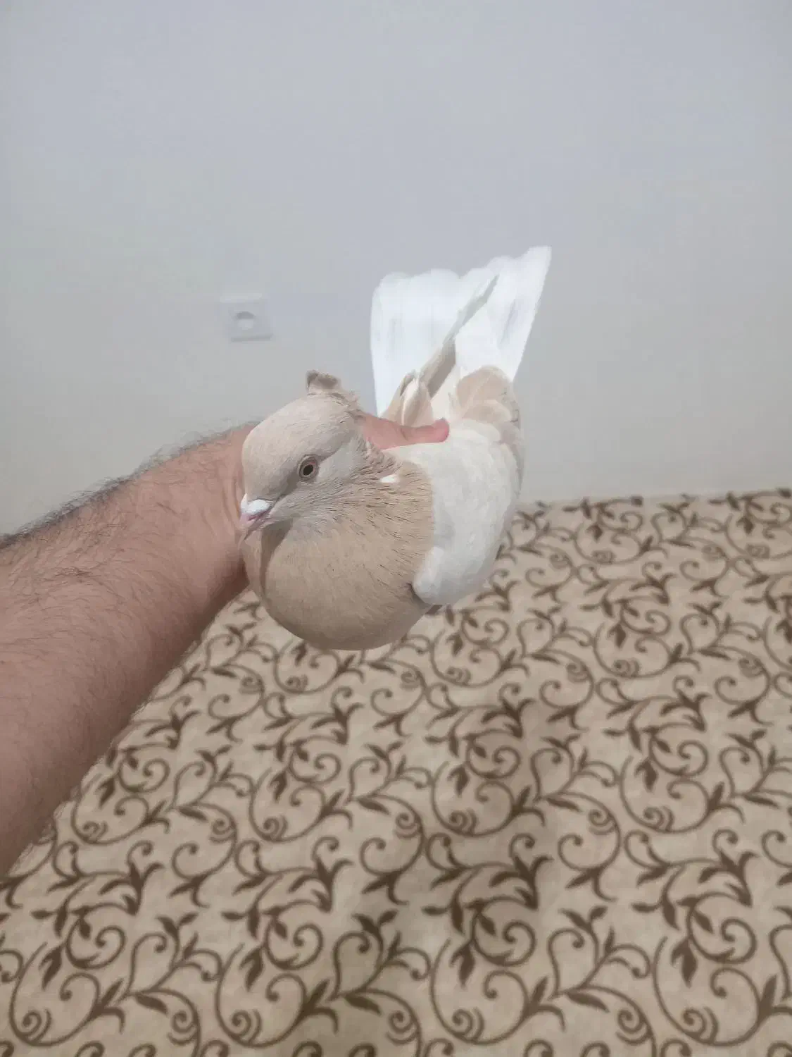 کفتر زرد|پرنده|پیرانشهر, |دیوار