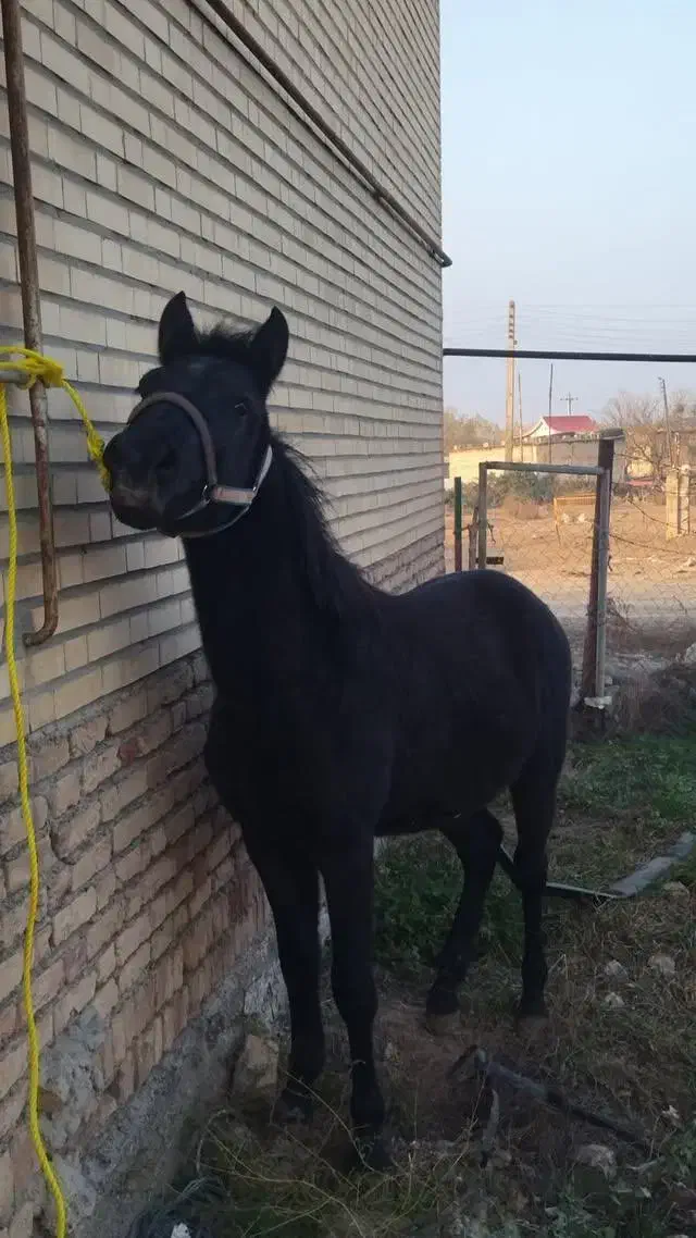 اسب مادیان کرد|اسب و تجهیزات اسبسواری|قشلاق دشت, |دیوار