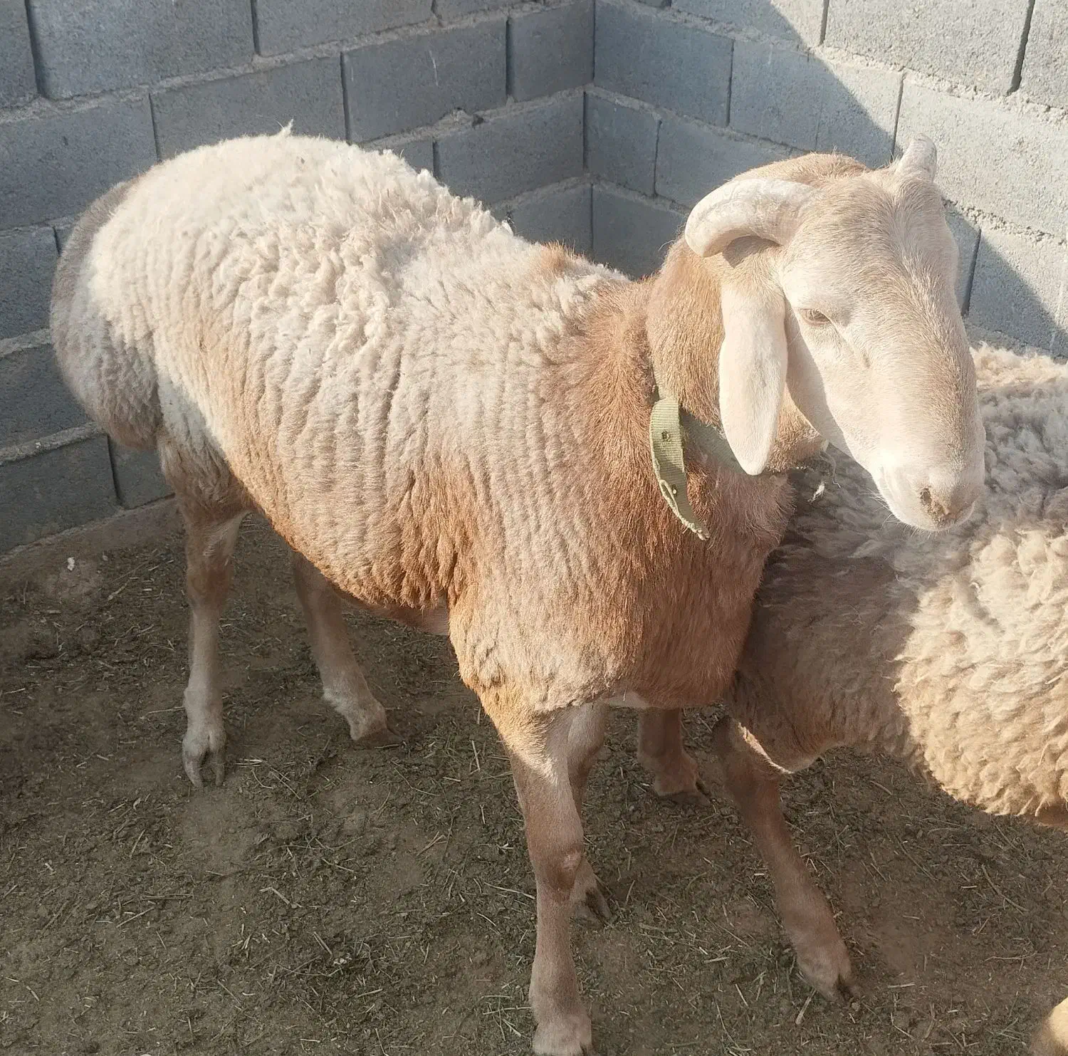 بره قوچی|حیوانات مزرعه|تربت جام, میان جام|دیوار