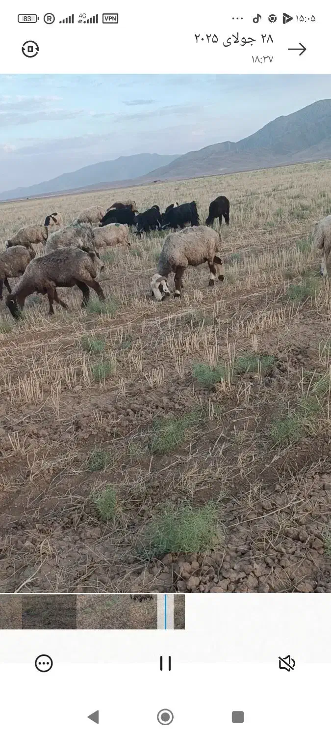 میش بره کهره|حیوانات مزرعه|اقلید, |دیوار