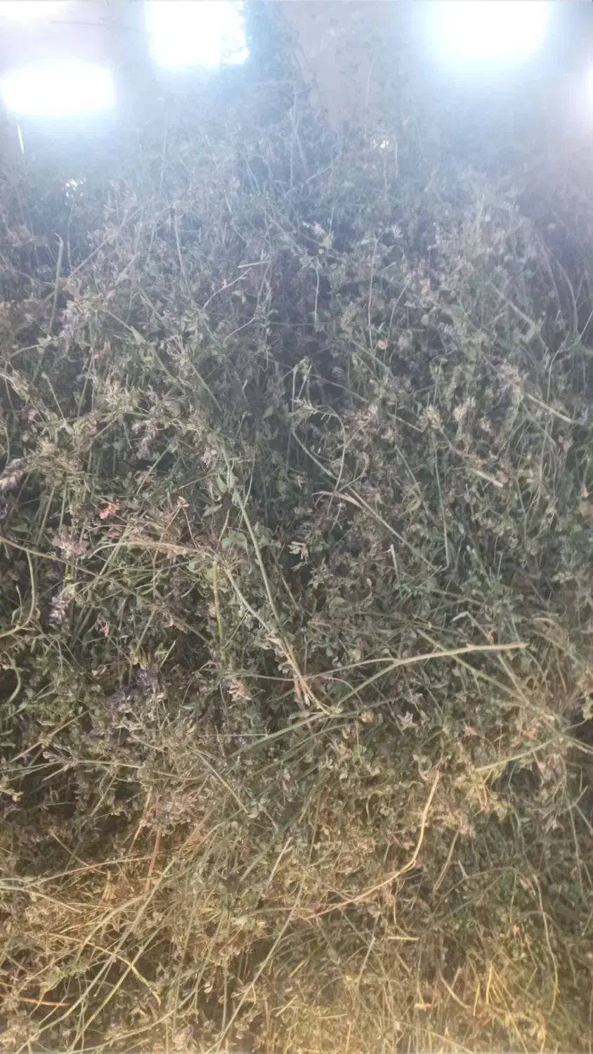 یونجه چیدن دومی خالص گول|عمده‌فروشی|خواجه, |دیوار