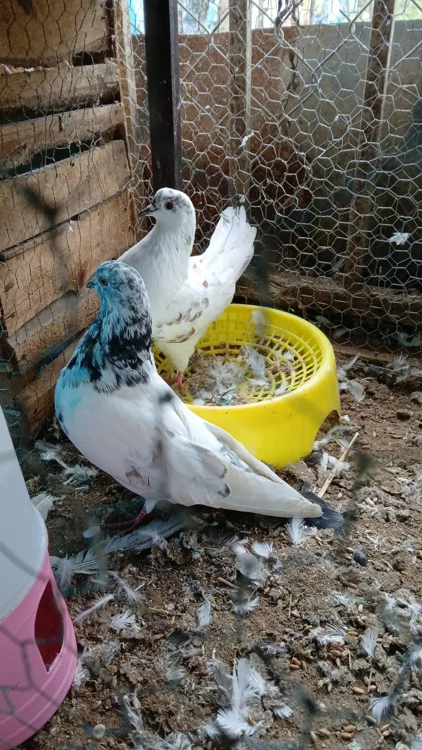 کبوتر پرشی ساعت بالا|پرنده|نوشهر, |دیوار