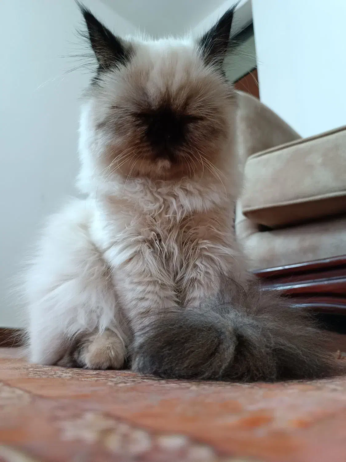 گربه هیمالین|گربه|نوشهر, |دیوار