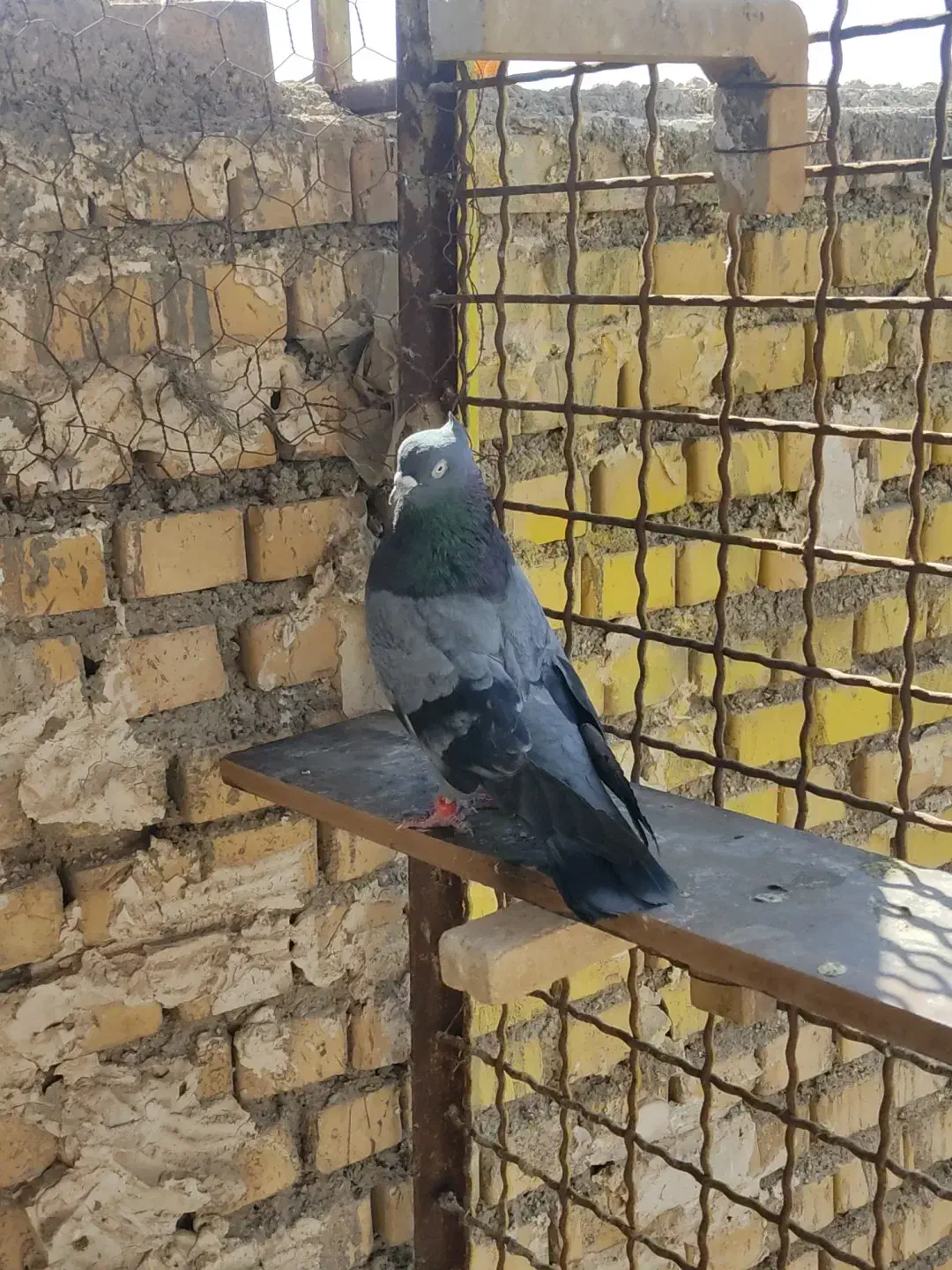 گرفتنی|پرنده|خرمشهر, |دیوار