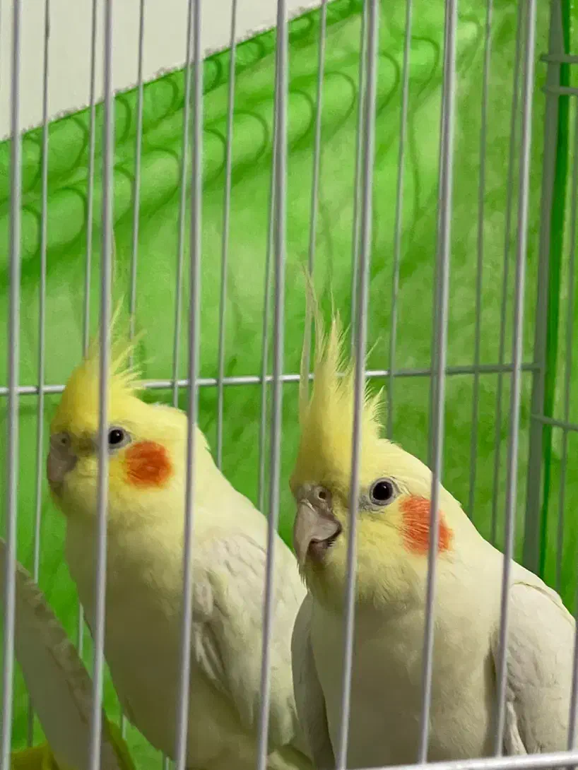 عروس هلندی لوتینو طوطی عروس|پرنده|مشهد, هفده شهریور|دیوار