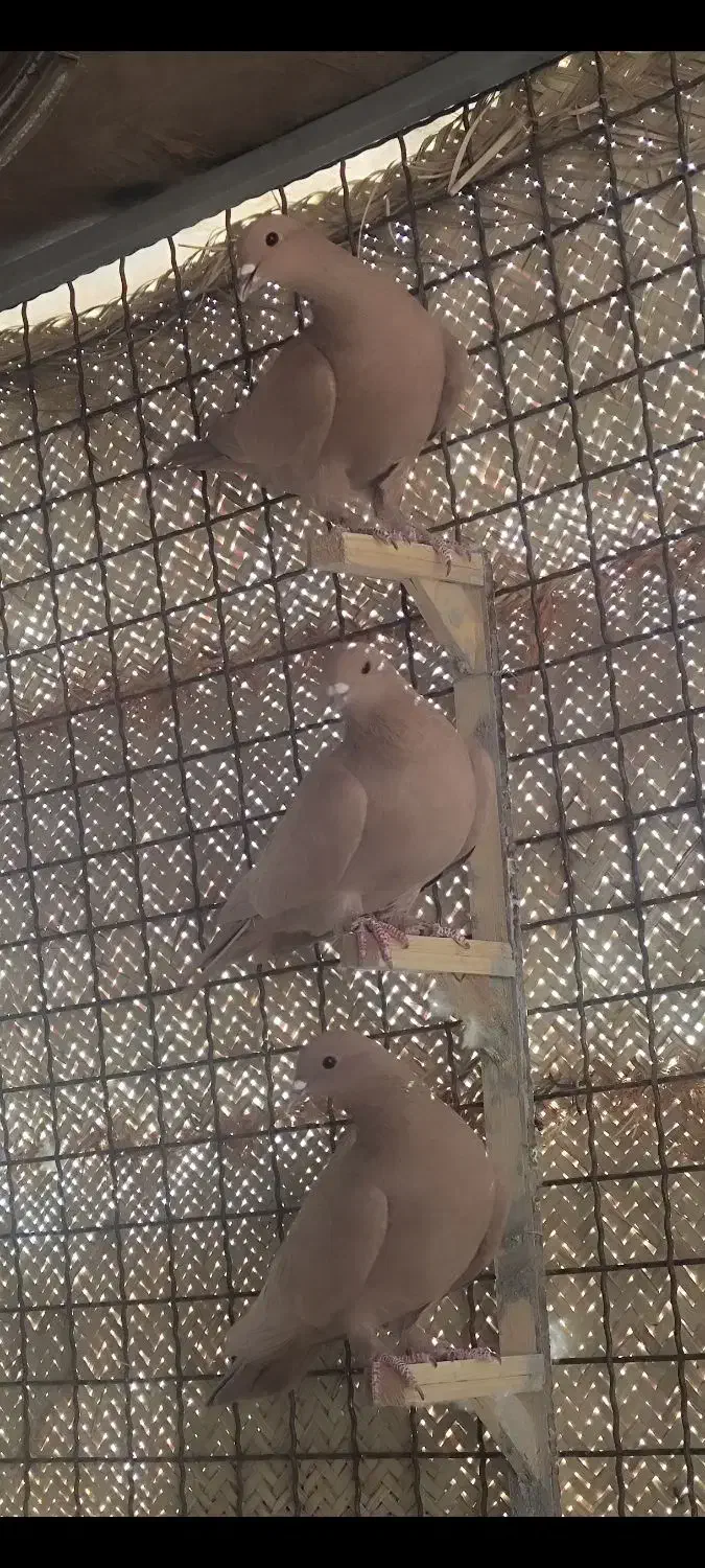 زرد کرمونی|پرنده|زرند, |دیوار