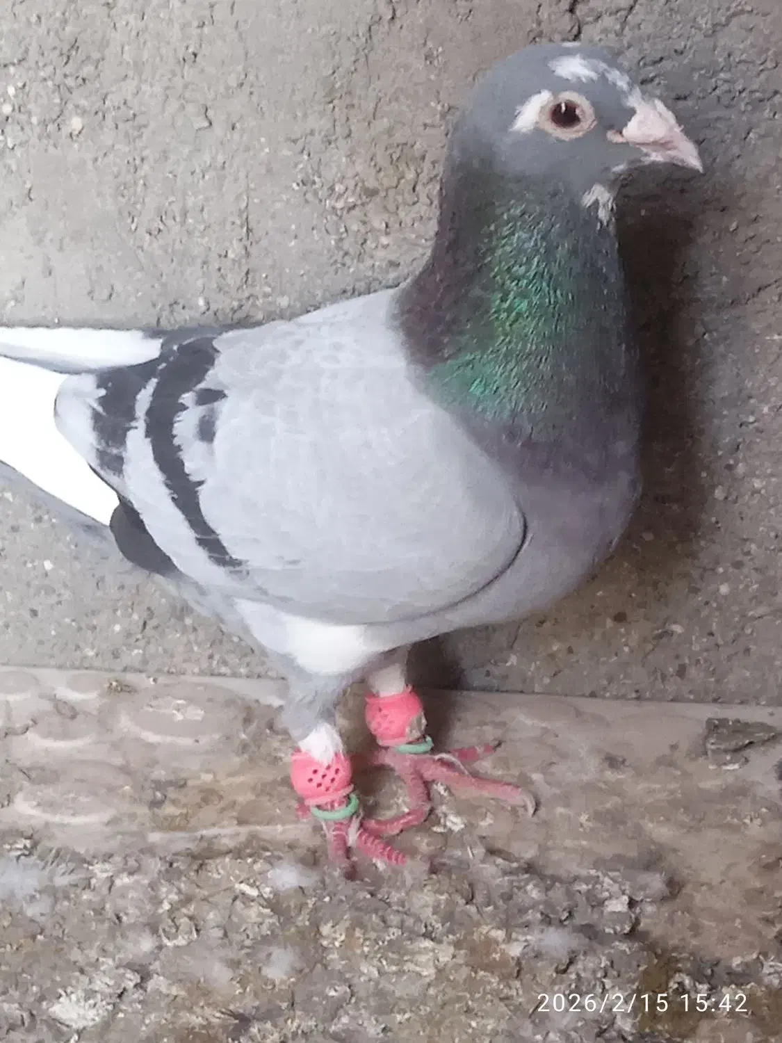 کفتر|پرنده|بم, |دیوار