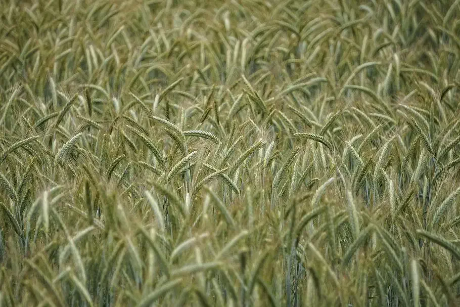 بذرتریتیکاله امریکایی|خدمات باغبانی و درختکاری|گرگان, |دیوار