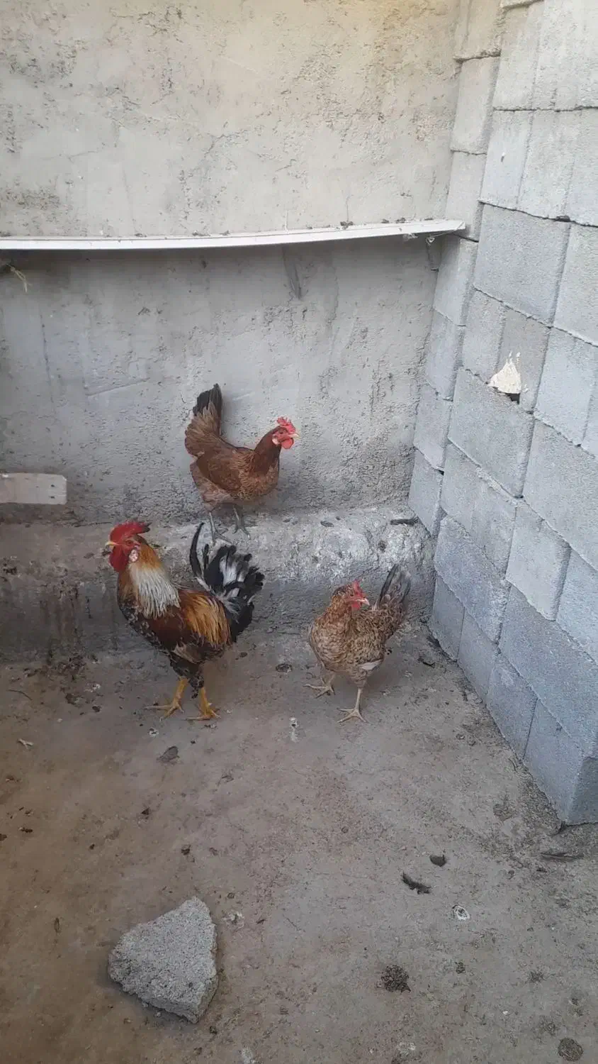 دورگ|پرنده|امیدیه, |دیوار