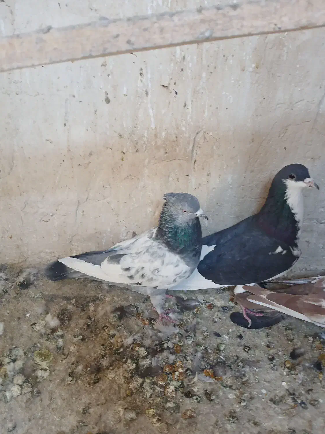 بهبهانی وشهری|پرنده|شیراز, شهرک کوشکک|دیوار