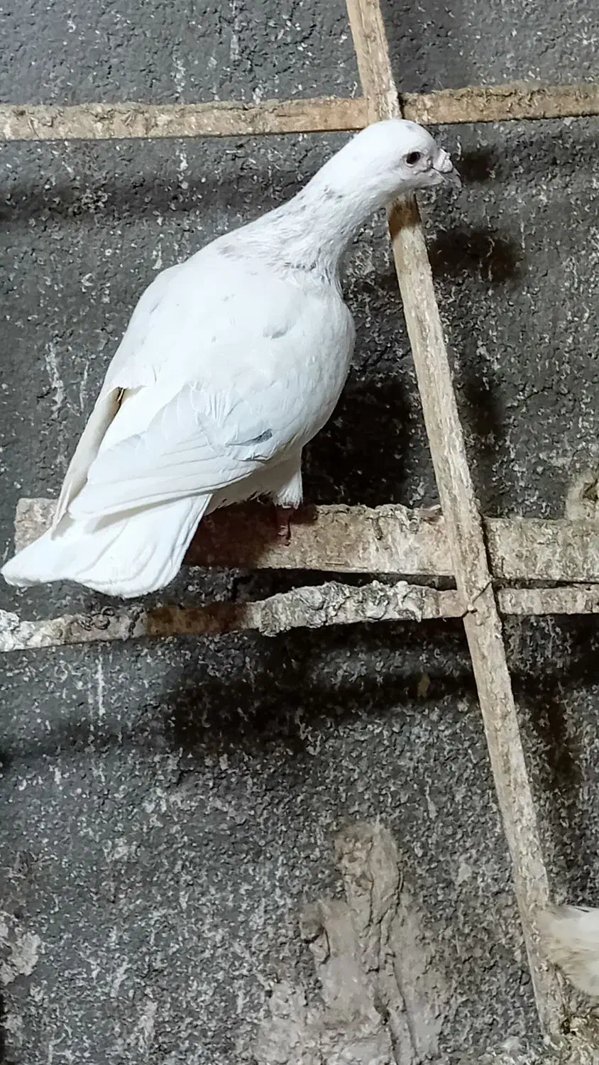 کبوتر کفتر رنگه|حیوانات|مشهد, نظام دوست|دیوار