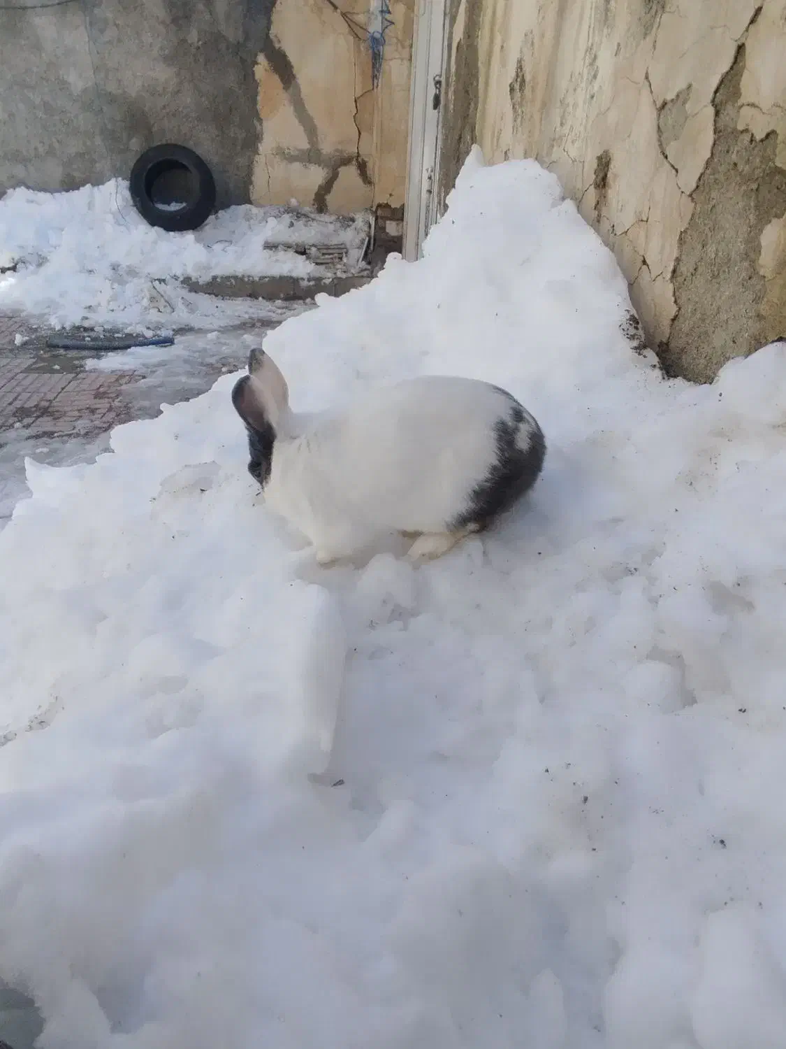 خرگوش|موش و خرگوش|مریوان, |دیوار