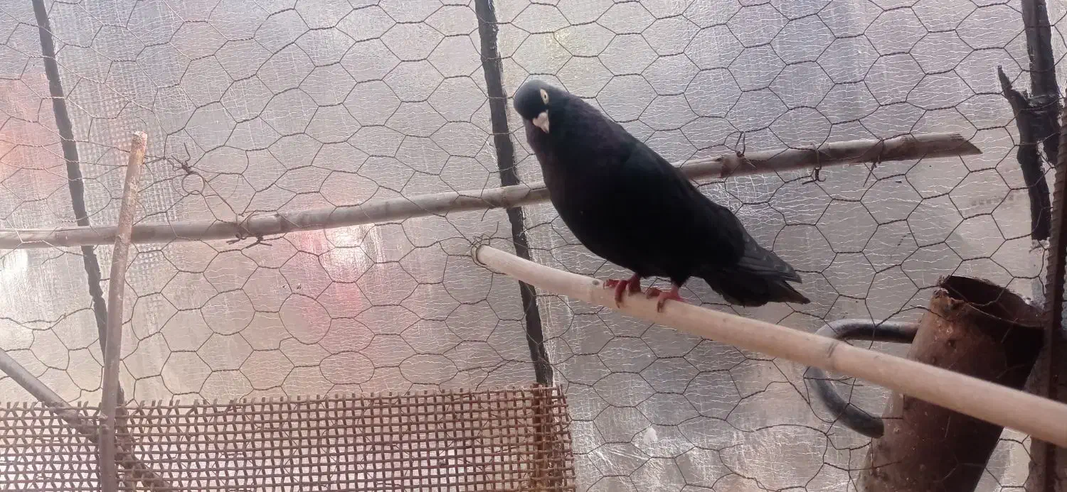 زاغ|پرنده|ایذه, |دیوار