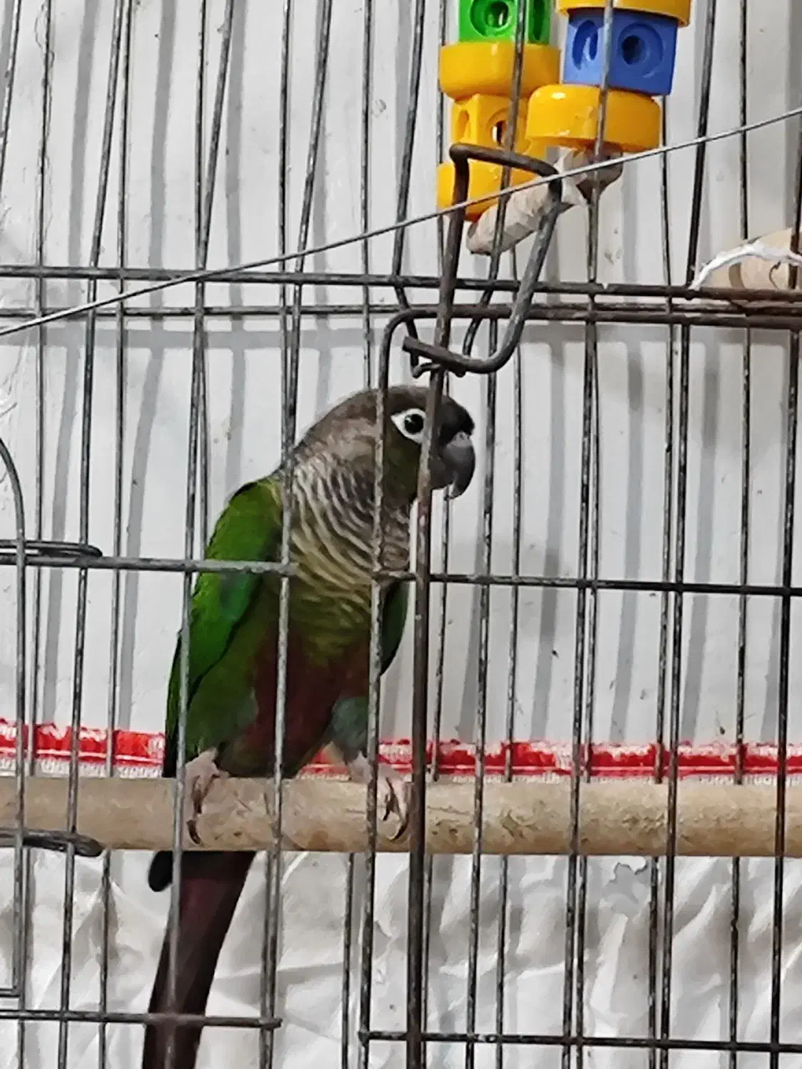 طوطی گرینچیگ مست مست حلقه دار سالونی|پرنده|هندیجان, |دیوار