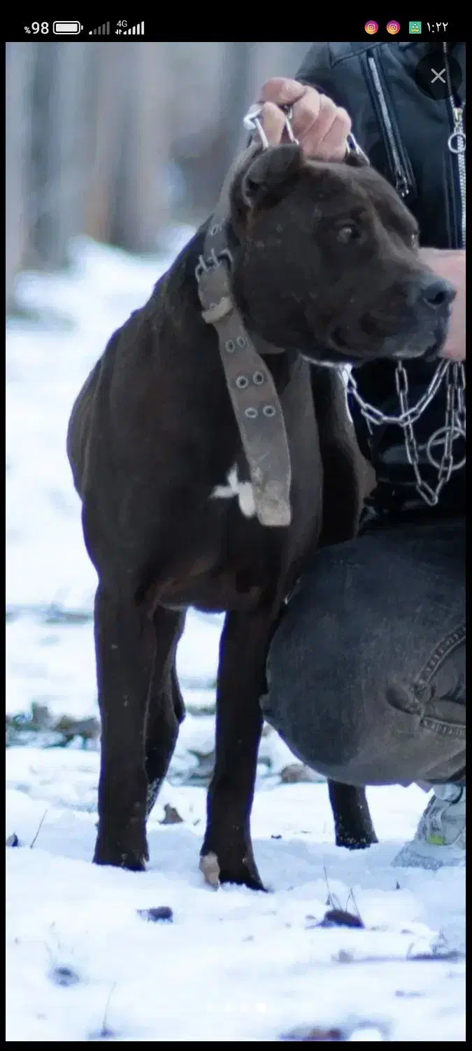 سگ پیتبول|سگ|بروجرد, |دیوار