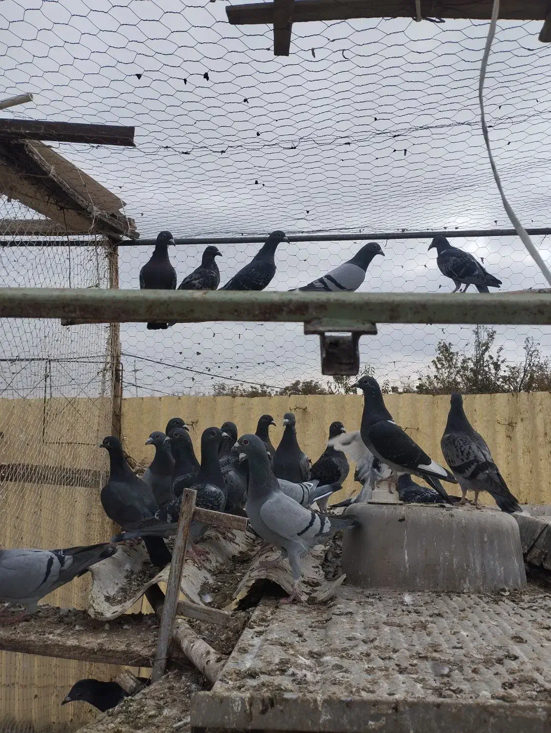 کبوتر دوبر ۳۴تا|پرنده|مشگین شهر, |دیوار