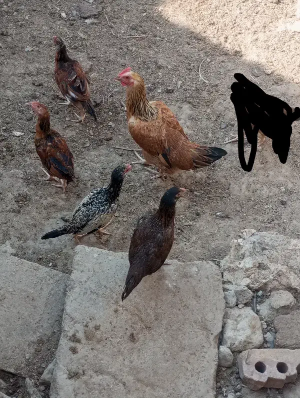 چهار عدد جوجه محلی|حیوانات مزرعه|خمک, |دیوار