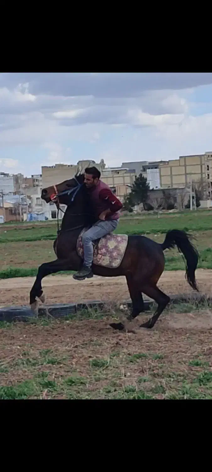 سیلمی کورد|اسب و تجهیزات اسبسواری|کرمانشاه, |دیوار