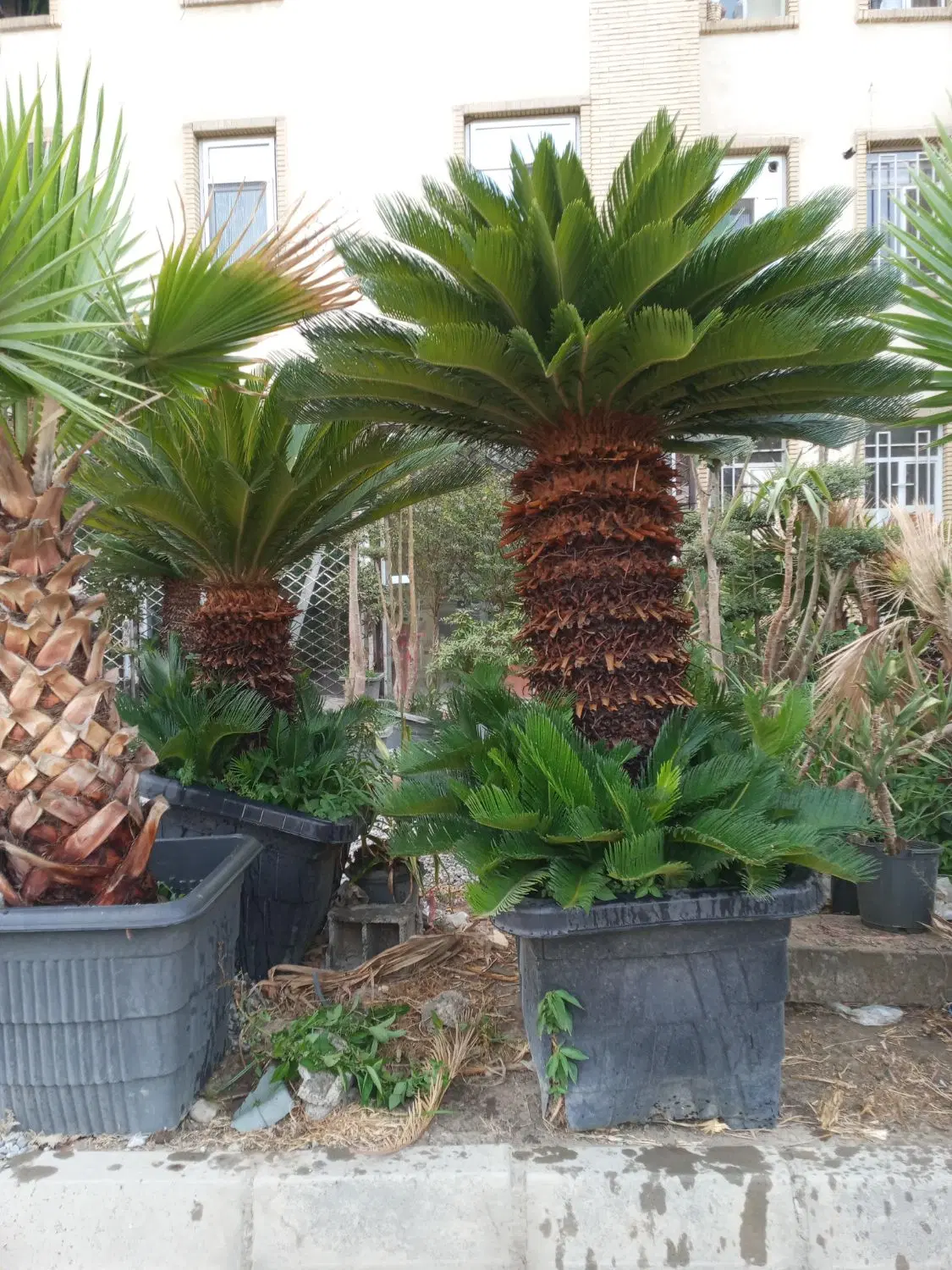 سیکاس|گل و گیاه طبیعی|تهران, تهرانسر غربی|دیوار