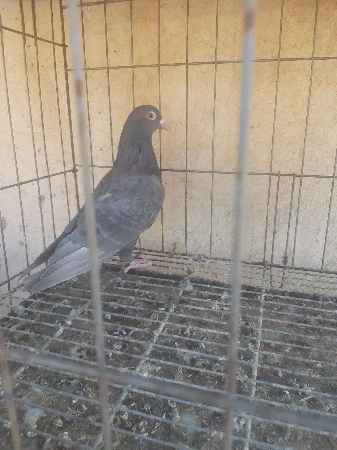 کبوتر قهوه ای|پرنده|اهواز, طالقانی|دیوار