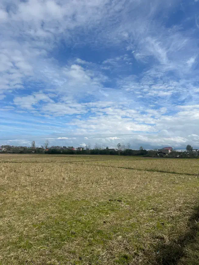 فروش11000مترزمین مناسب کاشت کیوی و برنج|فروش زمین و ملک کلنگی|لیسار, |دیوار