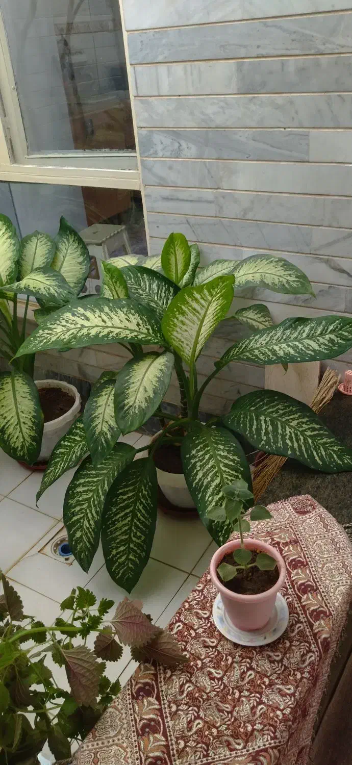 گل دیفین باخی بسیار زیبا بارشد خوب وعالی|گل و گیاه طبیعی|سنقر, |دیوار