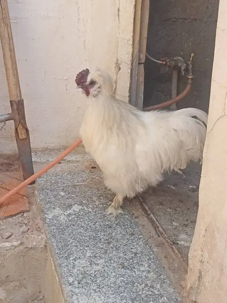 مرغ ابریشمی زیبا|حیوانات مزرعه|بانه, |دیوار