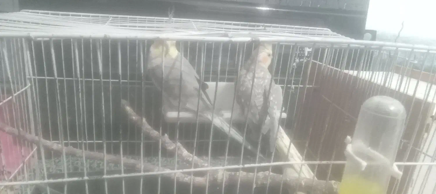 عروس هلندی|پرنده|ابهر, |دیوار