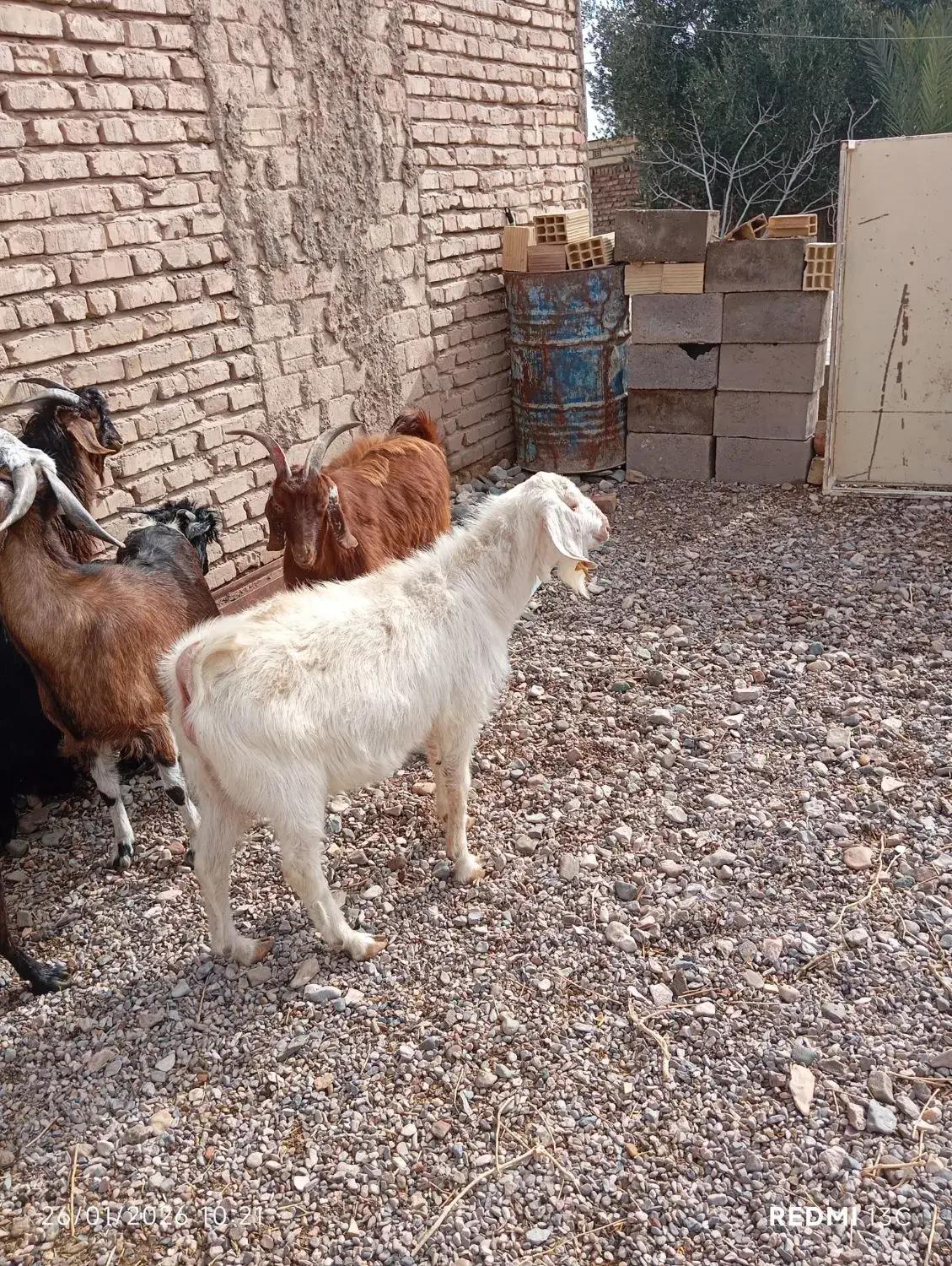 گوسفند نر|حیوانات مزرعه|کرمان, |دیوار