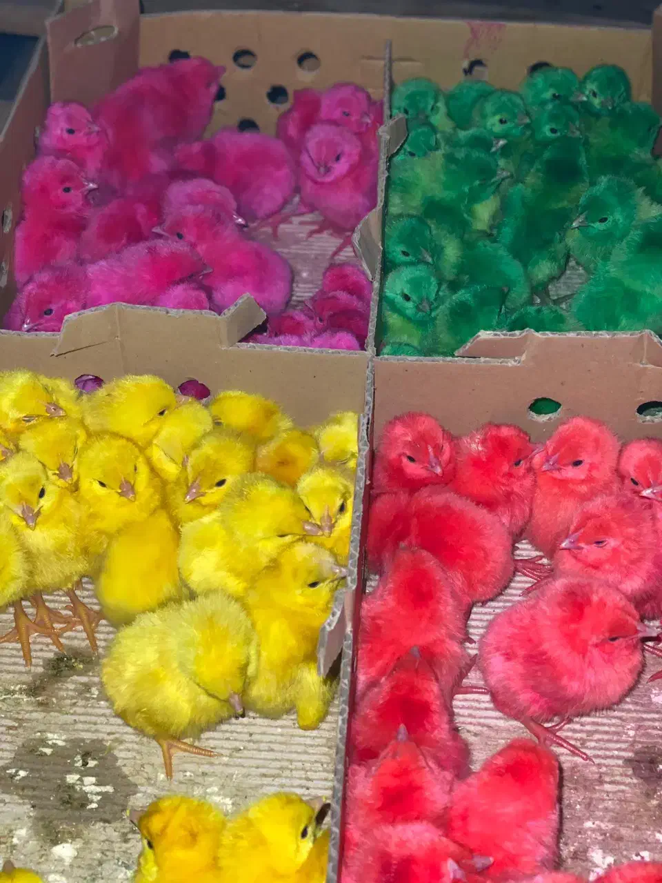 جوجه رنگارنگ نوروز|حیوانات مزرعه|ساوه, |دیوار