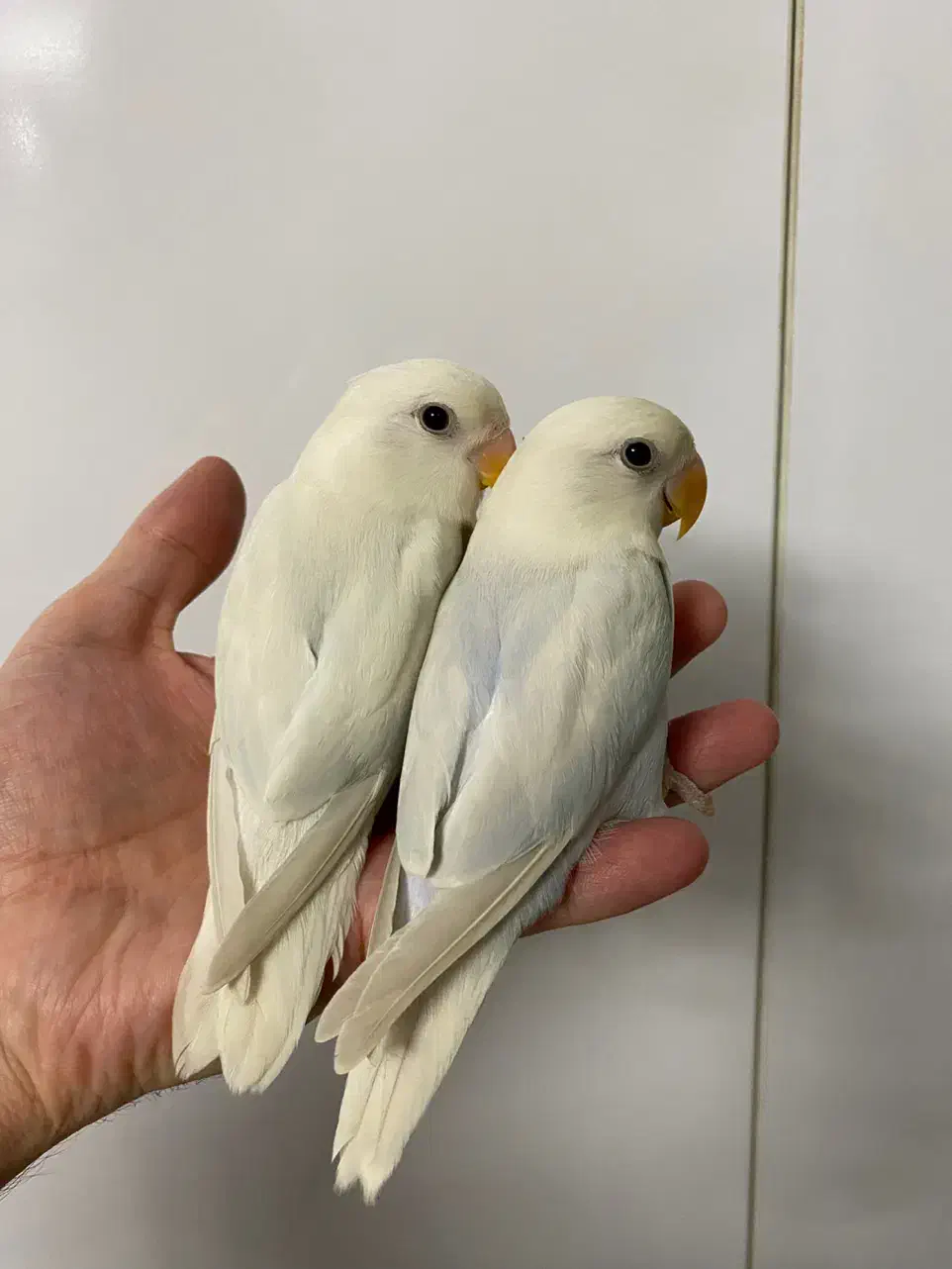 طوطی کوتوله برزیلی مارال یاسی جفت|پرنده|رشت, سعدی (تختی)|دیوار