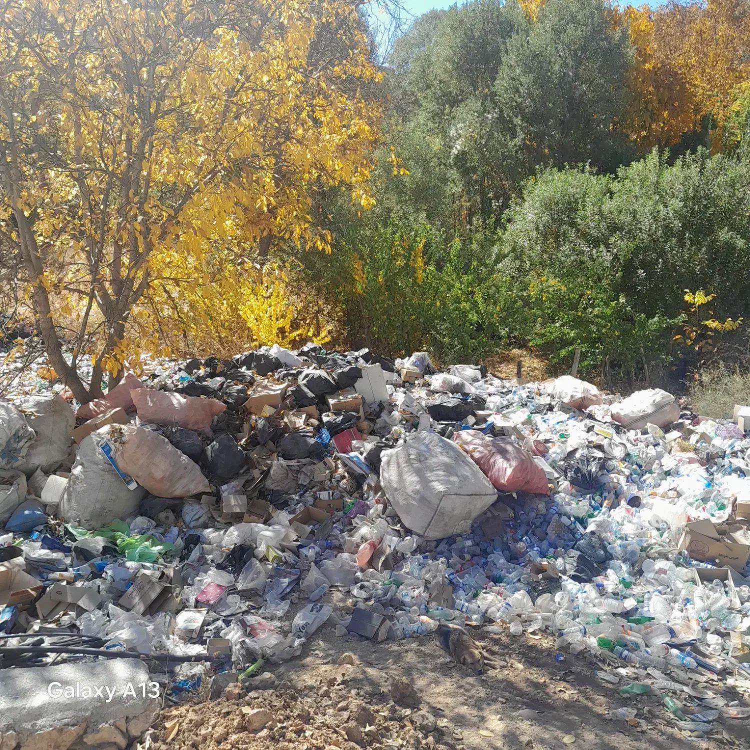 فروش کارتون پت رانی|عمده‌فروشی|سپیدان, |دیوار