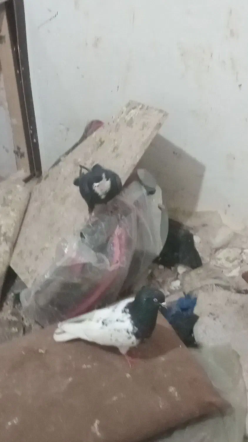 کرواتی|پرنده|تربت‌حیدریه, پائین ولایت|دیوار