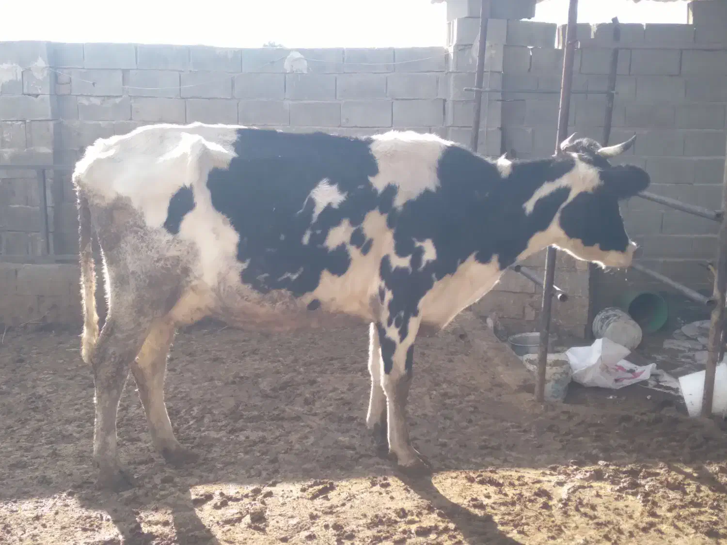 گاو|حیوانات مزرعه|شیراز, کوشک میدان|دیوار